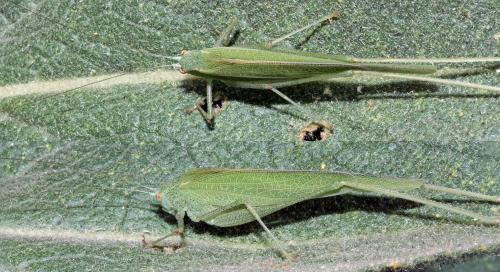 Phaneroptera nana